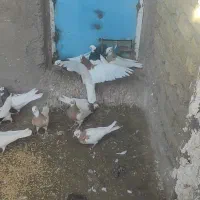 کبوتر طوقی  پرنده