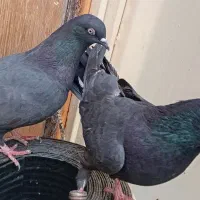 جفت کله سیاه
