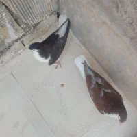 کبوتر ساده|پرنده|بیرجند, |دیوار