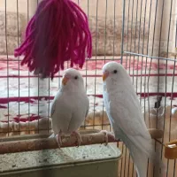 مرغ عشق|پرنده|دوگنبدان, |دیوار