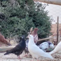 فروش مرغ و کبوتر