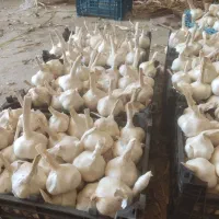 انواع سیر