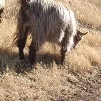 هشت عدد بز گم شده