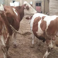 گوساله سیمینتال جنس اصل