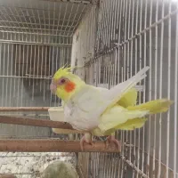 عروس هلندی ماده رام و چلوندنی|پرنده|بابل, |دیوار