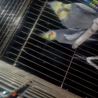 عروس هلندی|پرنده|مشگین شهر, |دیوار