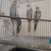 عروس هلندی|پرنده|دماوند, دماوند|دیوار