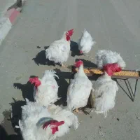 به یک خانم نیازمندم