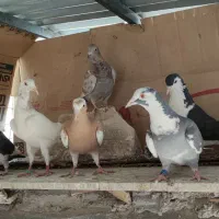 کفتر صید کبوتر سینه سیاه