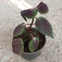 گل حسن یوسف