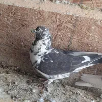 ۶تا کبوتر ۱۱۰۰۰۰۰تومان