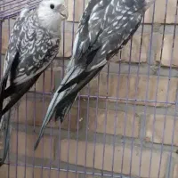 معاوضه چند جفت عروس مولد