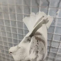 کبوتر یکت کاکلی نر