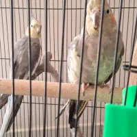 پرنده عروس هلندی|پرنده|مشهد, قائم|دیوار