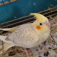 عروس هلندی|پرنده|محمدشهر, شهرک چمران|دیوار