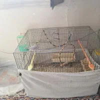 فنچ نرگسی قفس عینک ریش تراش موزر دکوری  فلش صندلی|پرنده|ارومیه, |دیوار