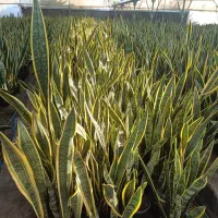 گلهای زیبا|گل و گیاه طبیعی|ساری, |دیوار