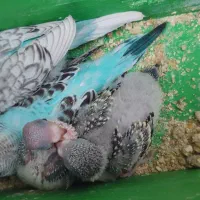 گمشده در صدرا اهلبیت