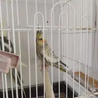 جفت مولد تضمینی همراه با جوجه