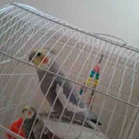 طوطی|پرنده|سرپل ذهاب, |دیوار