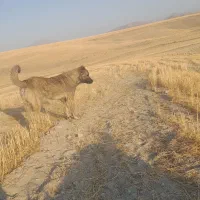 وگذاری سگ
