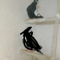 کبوتر