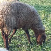 ۱عدد گوسفند ماده