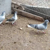 بدرنگ|پرنده|بوئین زهرا, |دیوار