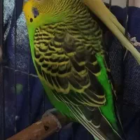 مرغ عشق