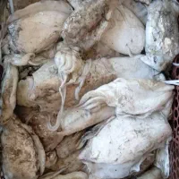 ماهی شیر، چش، انکاس