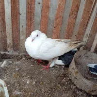 کفتر|پرنده|آق قلا, |دیوار