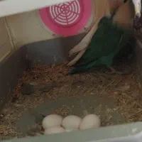 عروسک طوطی برزیلی مولد