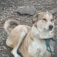 دوقلاده سگ نگهبان،نرسالم وقلدور