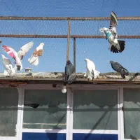 ۶۰ تا کبوتر پرشی