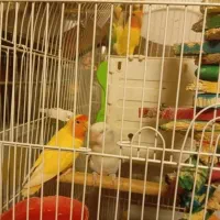 فروش طوطی برزیلی با رنگ‌های جذاب|پرنده|خرم‌آباد (تنکابن), |دیوار