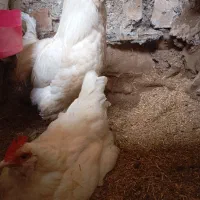 مرغوخروس مرندی تخمگذار