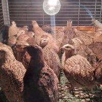 بلدرچین گوشتی وتخم گذار 60 روزه