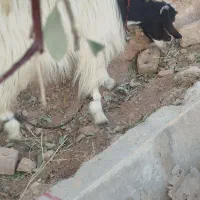 بر جوان آبستن نزدیک سرپا|حیوانات مزرعه|شیراز, رکن‌آباد|دیوار