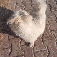 سگ نژاد شیتزو