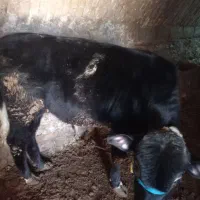 گوساله ۹ ماهه