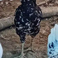 مرغ وخروس گلین جوجه لاری بوقلمون ماده|حیوانات مزرعه|مزرعه کتول, |دیوار