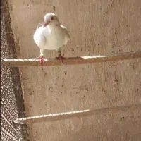 کفتر آلمانی نر