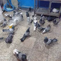 کبوتر پر همه رنگ درجه یک