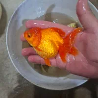 ماهی سایز  ۴ اینچ