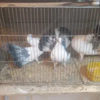 کبوتر دم چتری آمریکایی سفید دم سیاه پر دم