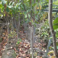 نهال گیلاس|گل و گیاه طبیعی|مشهد, کلاته برفی|دیوار