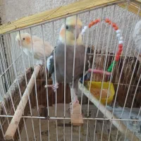 عروس هلندی