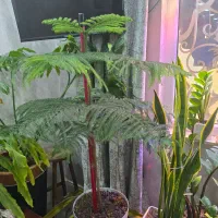 درخت مطبخ طبیعی