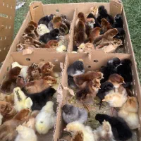 جوجه تحویل ۷۲ تن