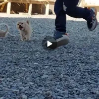 سگ نر 6ماه|سگ|تربت جام, پاسداران|دیوار